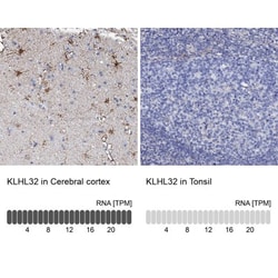 KLHL32 Antibody, Novus Biologicals 25 &mu;L, Unlabeled:Antibodies, Polyclonal
